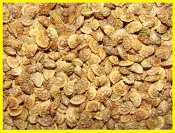 Эспарцет (сорт "Песчаный-1251", РСТ) семена