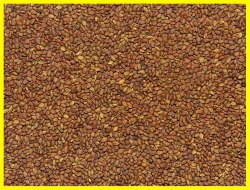 Донник жёлтый (сорт "Сибирский 2", РС-2) семена