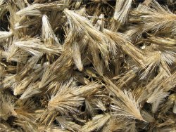 Мордовник (сорт "Шароголовый", РСТ) семена