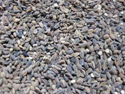 Фацелия пижмолистная (сорт "Ульяновская")