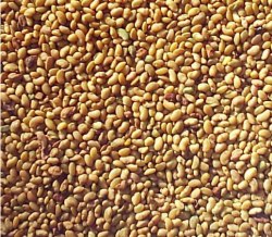 Козлятник восточный