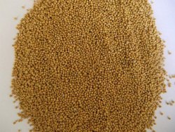 Горчица белая