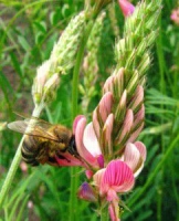 Эспарцет (сорт "Песчаный-1251", РСТ) семена