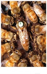 Пчеломатка плодная "Карника" (F1) ФГУП ППХ "Майкопское"