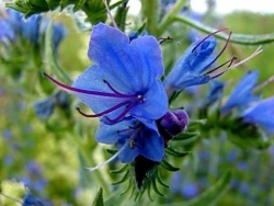 Синяк обыкновенный (сорт "Эхиум", РСТ)