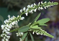 Донник белый однолетний (сорт "Поволжский", РСТ) семена