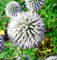 Мордовник (сорт "Шароголовый", РСТ) семена