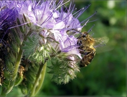 Фацелия пижмолистная (сорт "Ульяновская")